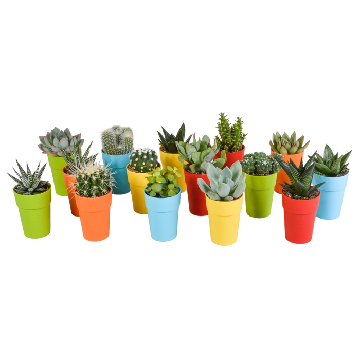 Cactus en vetplanten mix 5.5 cm | 15 stuks - in gekleurde plasticpot