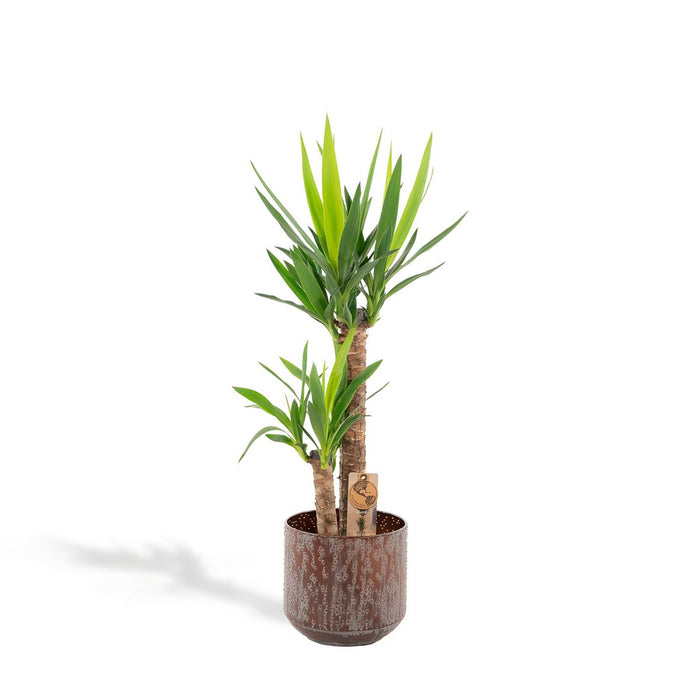 Yucca with pot - 100cm - Ø21cm