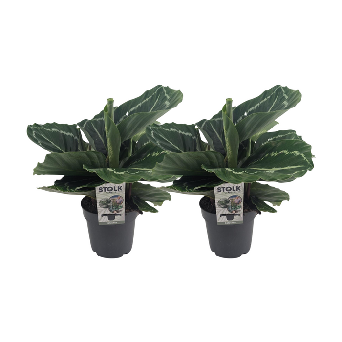 Calathea Roseopicta Groen - 2 stuks - Ø14cm - 40cm