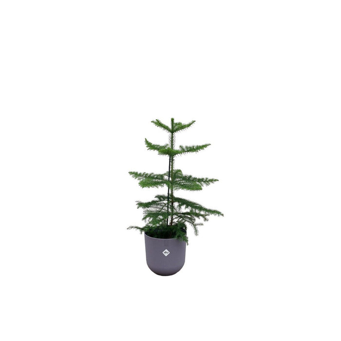 Combi deal - Araucaria (kamerden) inclusief elho Jazz Round Lavender Lilac Ø19 - 60 cm