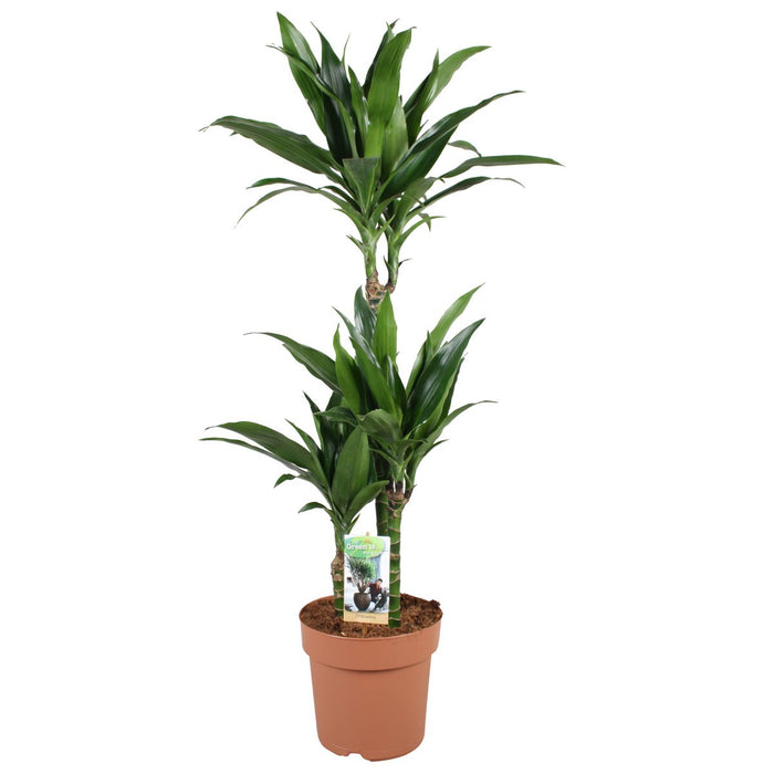 Dracaena Janet Craig 60-30-15 - Ø21cm - 100cm