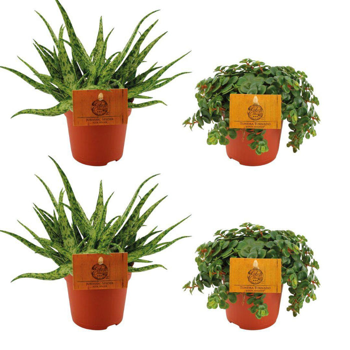 2x Aloe Spider + 2x Sedum Tornado - 4 stuks - Ø10,5cm - 10cm