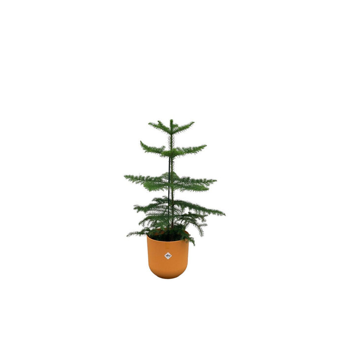 Combideal - Araucaria (kamerden) inclusief elho Jazz Round Amber Geel Ø19 - 60 cm