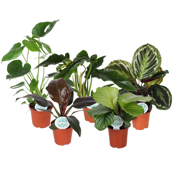 Kamerplanten Jungle Juweeltjes - 5 stuks - Ø14cm - 40-45cm