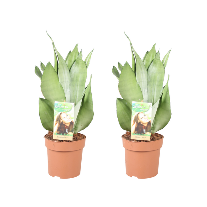 Sansevieria Moonshine - 2 stuks - Ø14cm - 40cm