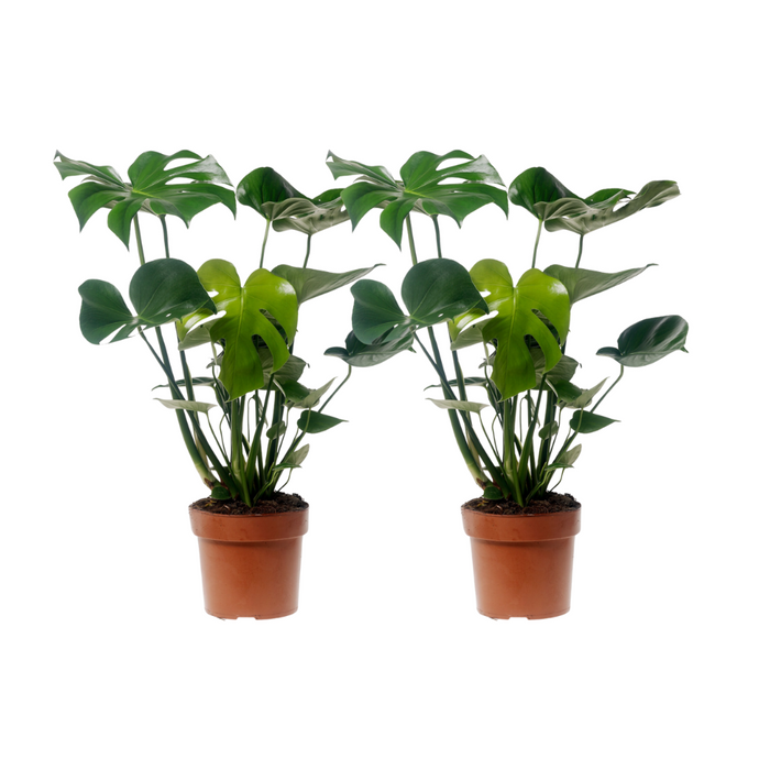 Monstera Deliciosa - 2 stuks - Ø17cm - 55cm