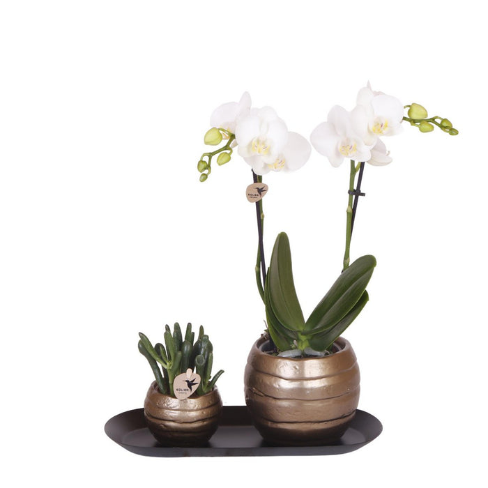 Kolibri Orchids | Plantenset Home Hub grey small | Groene planten met witte Phalaenopsis orchidee in koperkleurige sierpotten en zwart dienblad