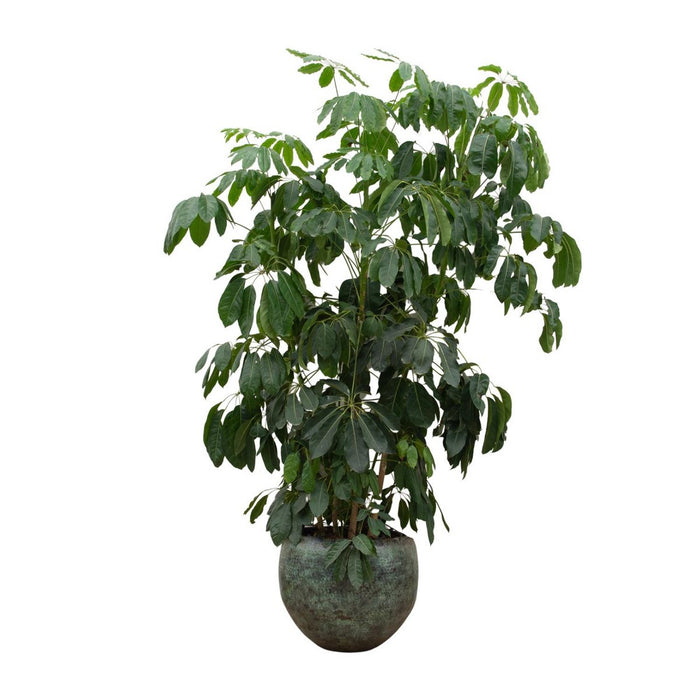 Schefflera Amate XL - 250cm - ø50