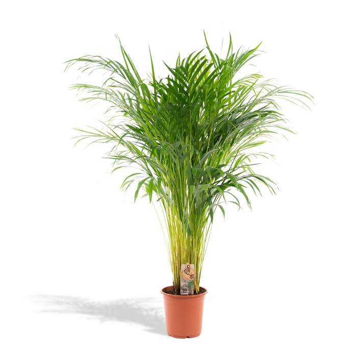 Arecapalm - Ø21cm - 110cm