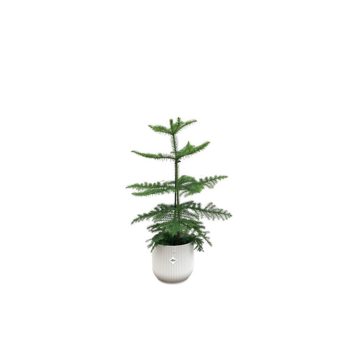 Combideal - Araucaria (kamerden) inclusief elho Vibes Fold Round wit Ø18 - 60 cm