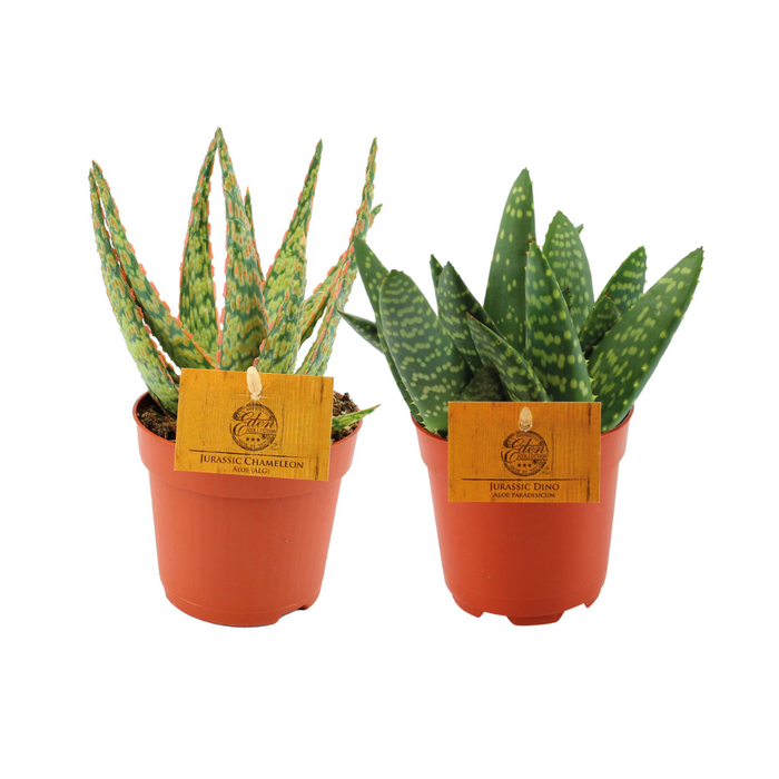 Aloe Duo - 2 stuks - Ø10,5cm - 15cm