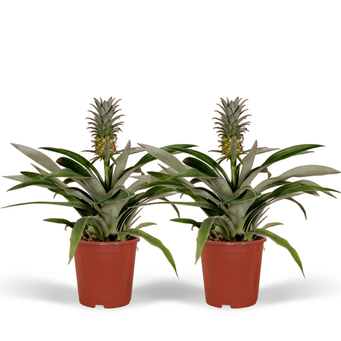 Bromelia (Ananasplant) - 2 stuks - Ø12cm - 30cm