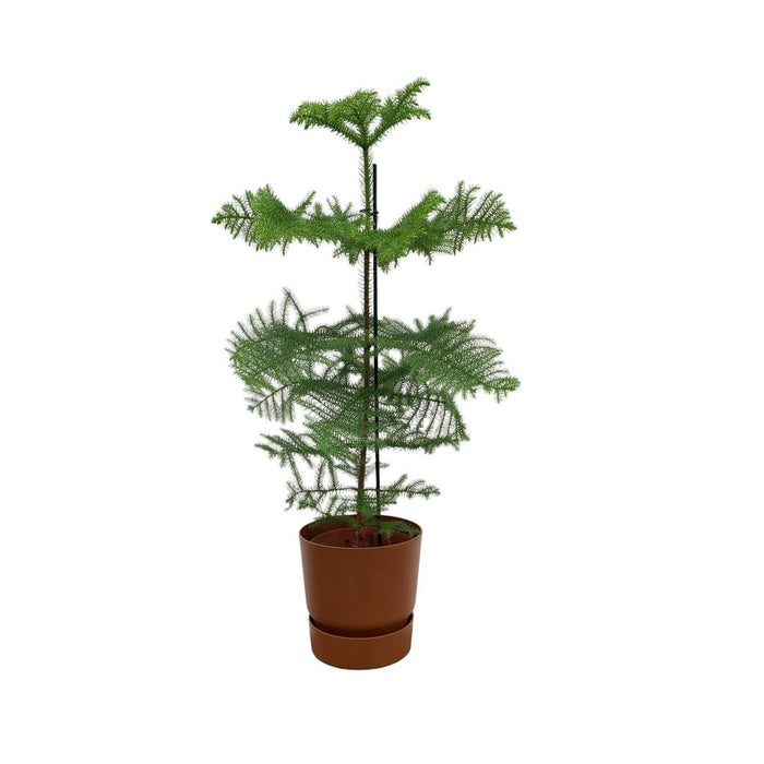 Combi deal - Araucaria (kamerden) inclusief elho Greenville Round bruin Ø25 - 100 cm