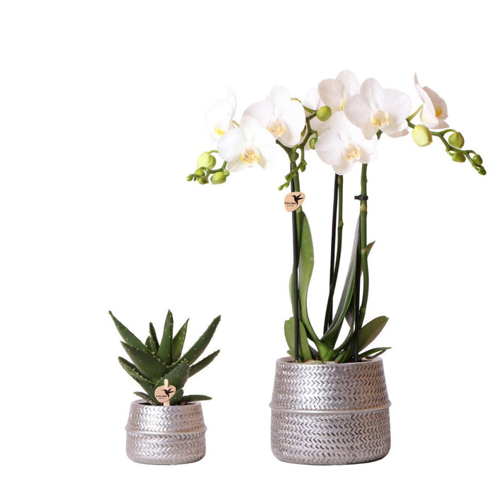 Kolibri Company - Planten set Groove zilver | Set met witte Phalaenopsis orchidee Amabilis Ø9cm en groene plant Succulent Aloe Brevifolia Ø6cm  | incl. zilver keramieken sierpotten