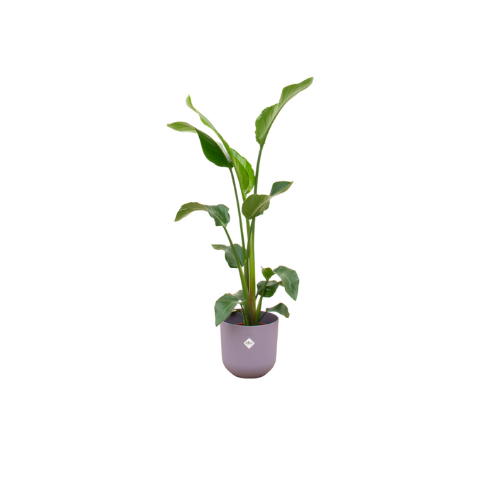 Combideal - Strelitzia Nicolai inclusief elho Jazz Round lila Ø23 - 100 cm