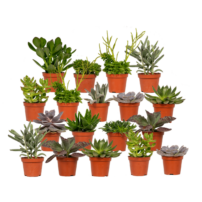 Succulenten Mix - 18 stuks - Ø8,5cm - 10 cm