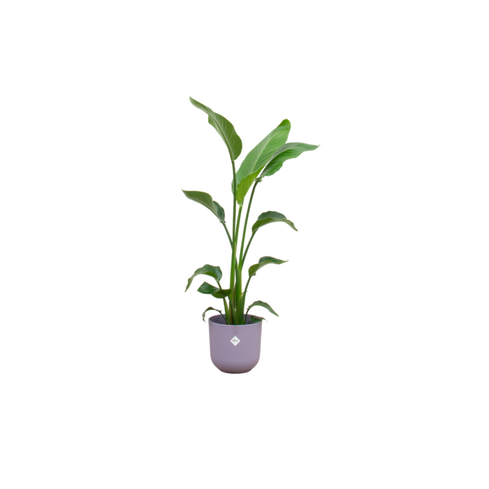 Combideal - Strelitzia Nicolai inclusief elho Jazz Round lila Ø23 - 130 cm