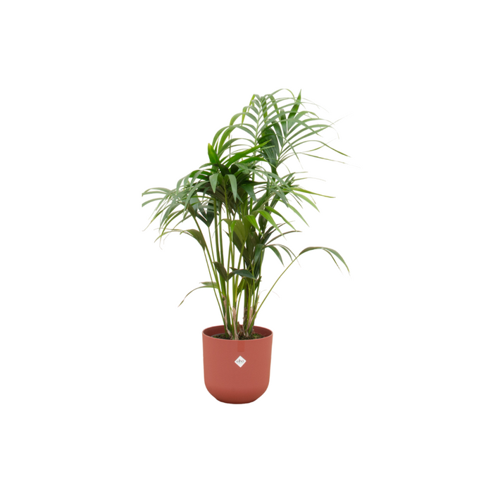 Combi deal - Kentia palm inclusief elho Jazz Round rood Ø26 - 130 cm