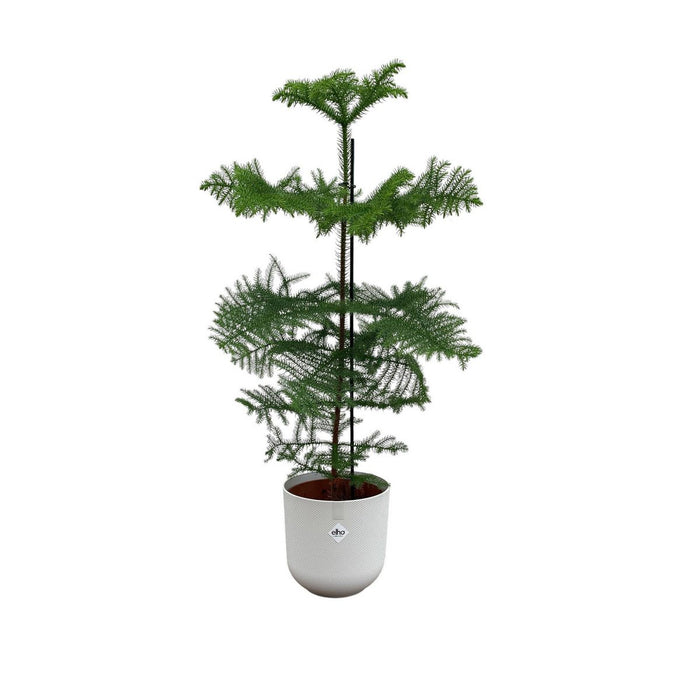 Combi deal - Araucaria (kamerden) inclusief elho Jazz Round Wit Ø23 - 100 cm