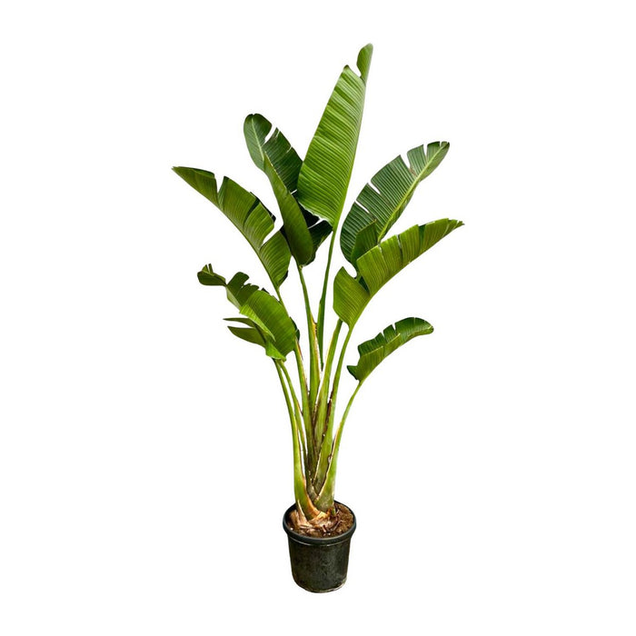 Strelitzia Augusta - 250cm - 45