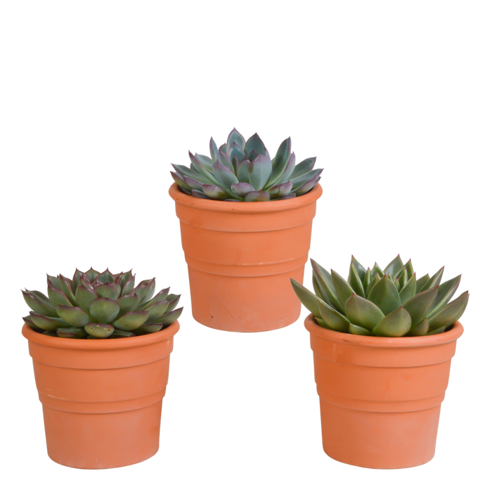 Echeveria mix 10,5 cm - 3x - in terracotta pot