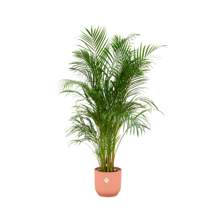 Combideal - Areca palm inclusief elho Vibes Fold Rond roze Ø30 - 180 cm