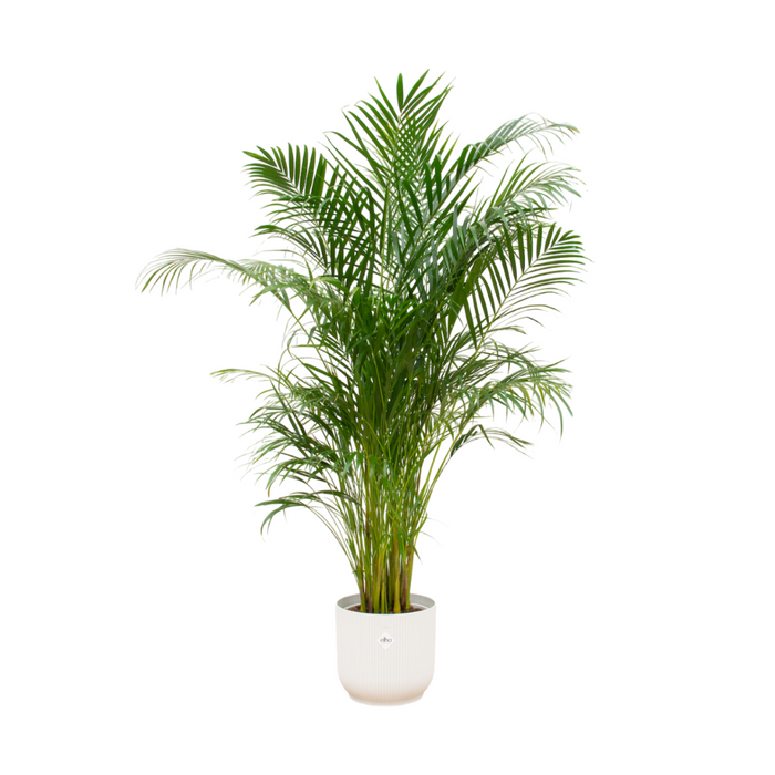 Combideal - Areca palm inclusief elho Vibes Fold Round wit Ø30 - 180 cm