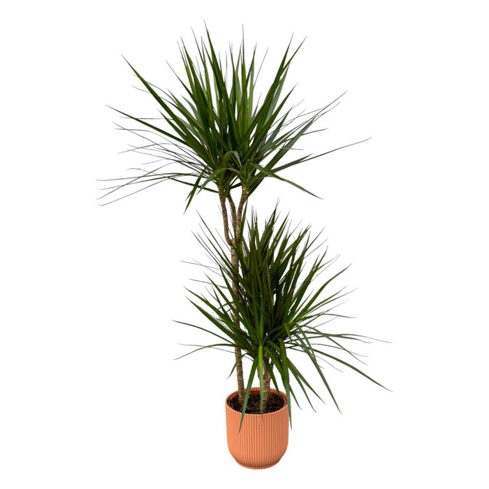 Dracaena Marginata - 120cm - Ø21cm inclusief elho Vibes Fold Round roze D22xH20