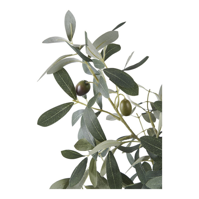 Olive tree