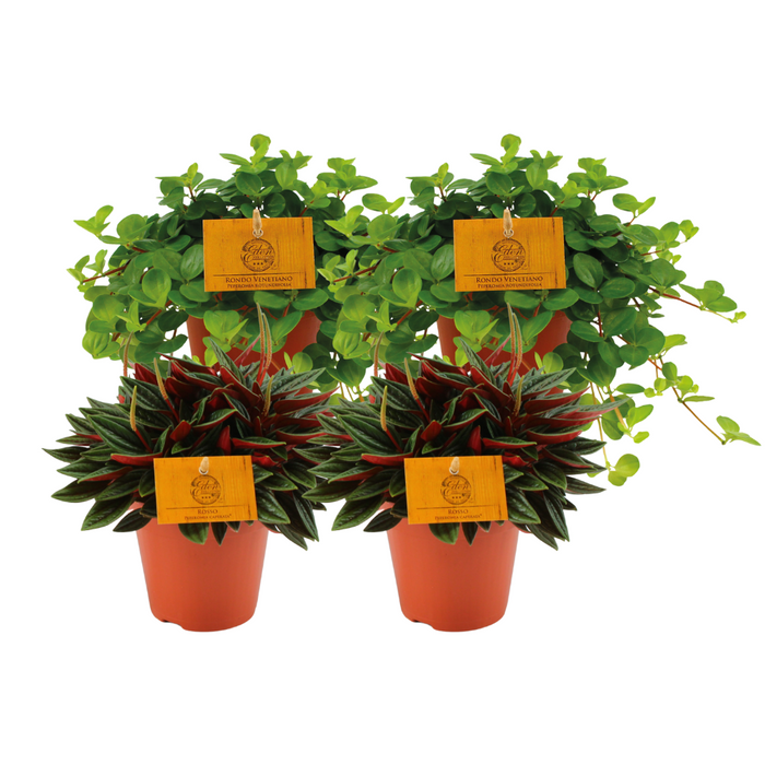 2x Peperomia Rosso + 2x Peperomia Rotundifolia - 4 stuks - Ø12cm - 20cm