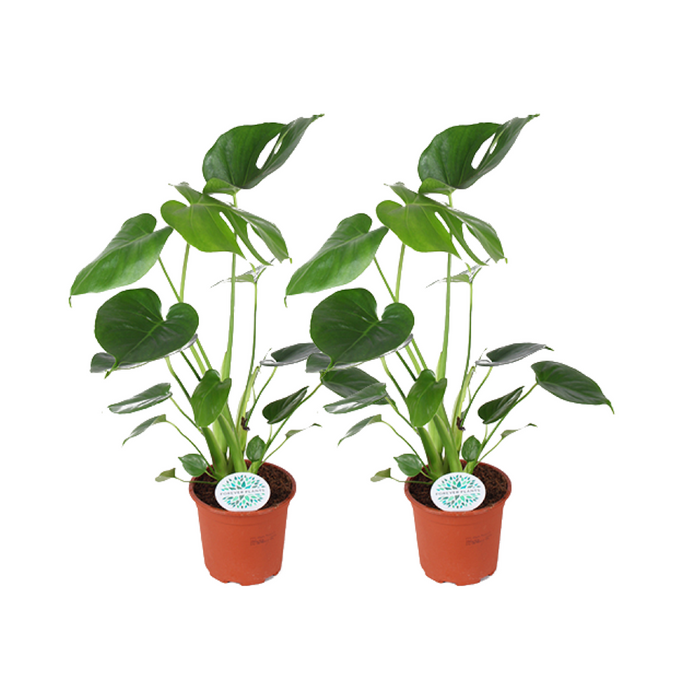 Monstera Deliciosa - 2 stuks - Ø14cm - 45cm