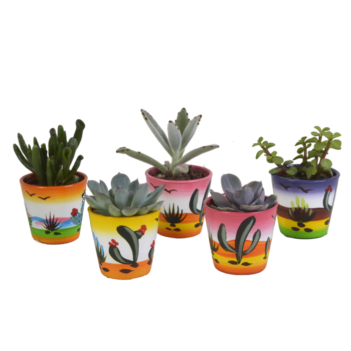 Vetplanten mix 5.5 cm - 5x - in Mexicaanse pot