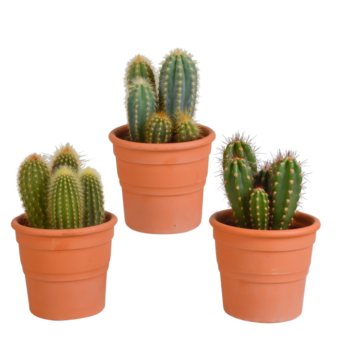 Cereus mix 10,5cm - 3x - in terracotta pot