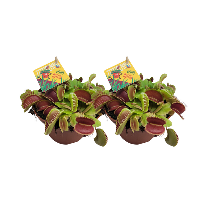 Dionaea Muscipula - 2 stuks - Ø12cm - 12cm