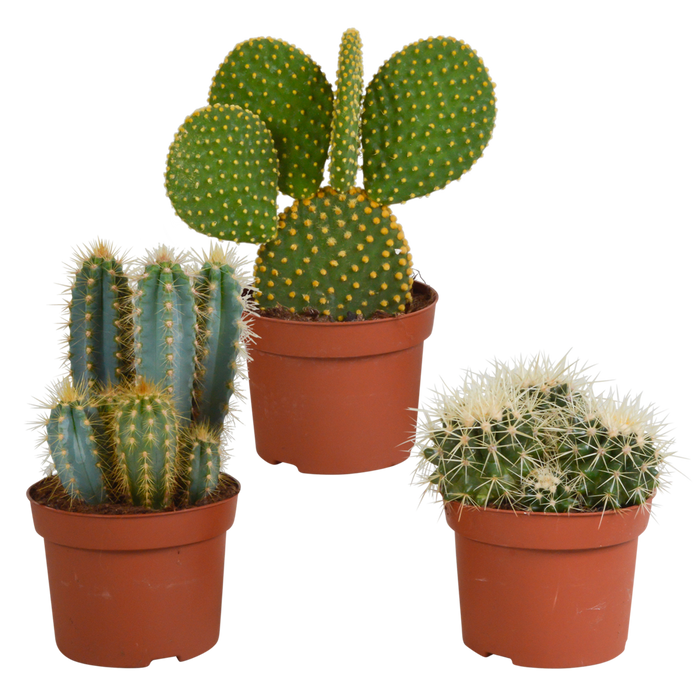 Cactusmix 10,5 cm - 3x - 12cm zonder pot