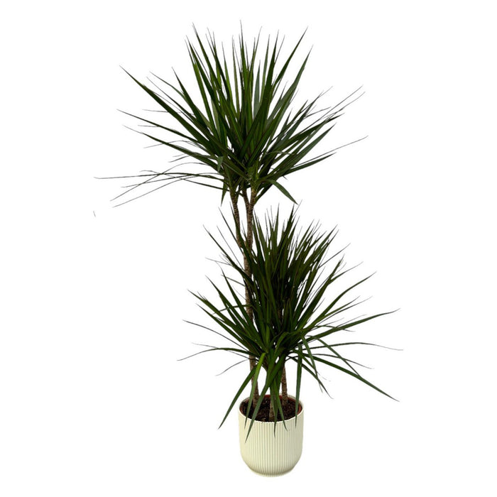 Dracaena Marginata - 120cm - Ø21cm inclusief elho Vibes Vouw Rond wit D22xH20