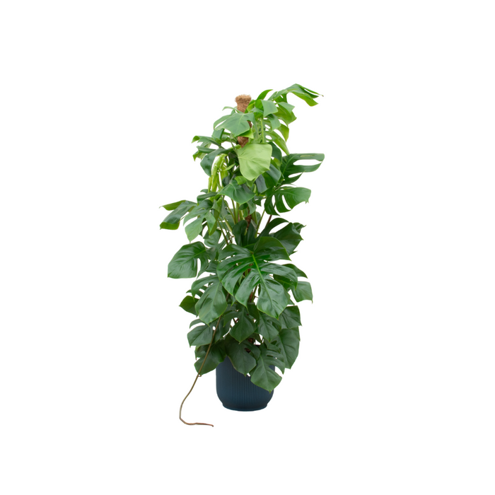 Combi deal - Monstera Pertusum XL inclusief elho Vibes Fold Round blauw Ø30 - 150 cm