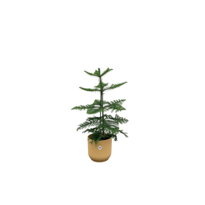 Combi deal - Araucaria (room pine) including elho Vibes Fold Round yellow Ø18 - 60 cm