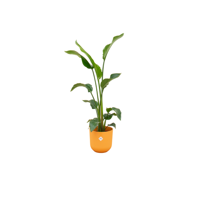 Combi deal - Strelitzia Nicolai inclusief elho Jazz Round geel Ø23 - 100 cm