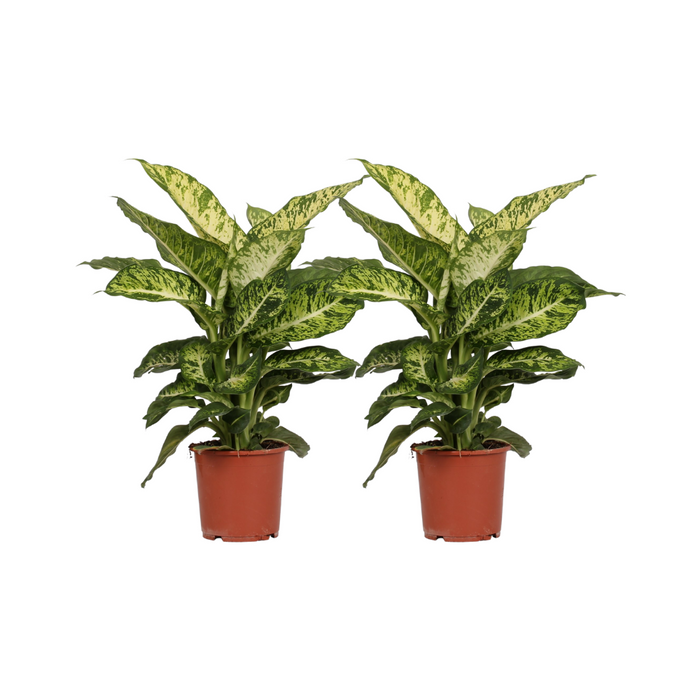 Dieffenbachia Mars - 2 stuks - Ø17cm - 50cm