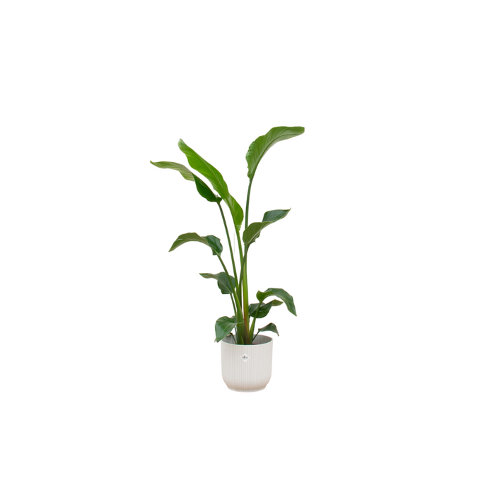 Combideal - Strelitzia Nicolai inclusief elho Vibes Fold Round wit Ø22 - 100 cm