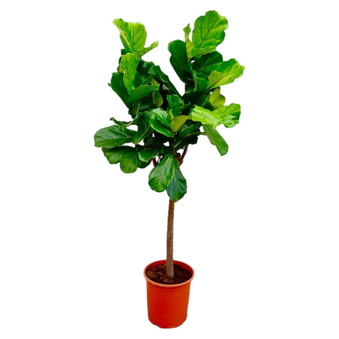 Ficus Lyrata giek - 160 cm - ø30