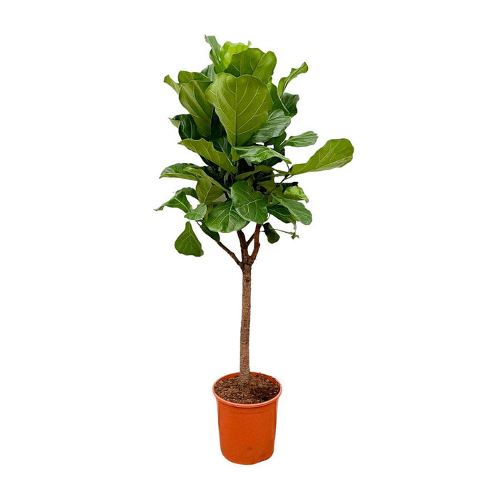 Ficus Lyrata boom - 180cm - pot 30