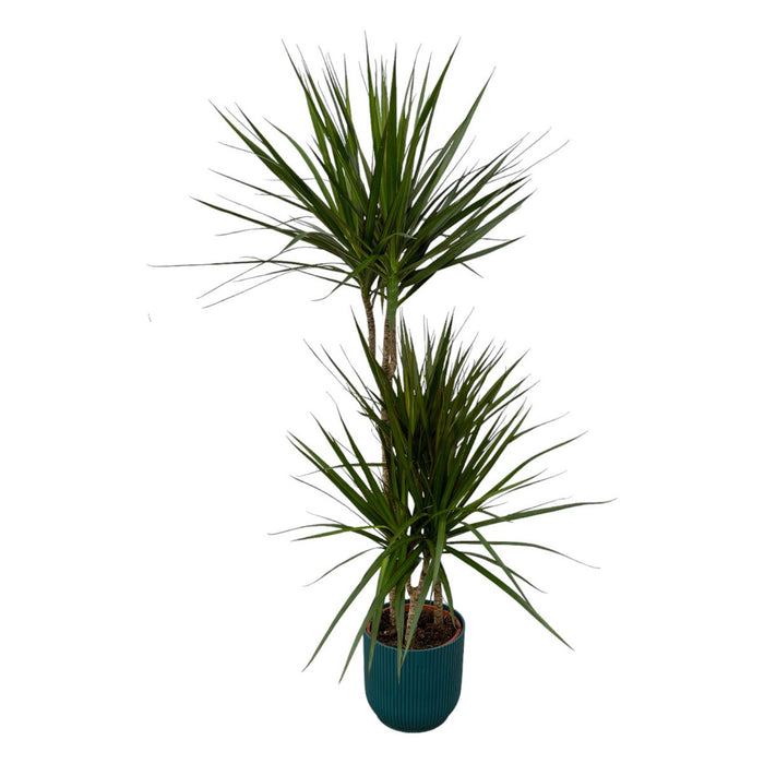 Dracaena Marginata - 120cm - Ø21cm inclusief elho Vibes Fold Round blauw D22xH20