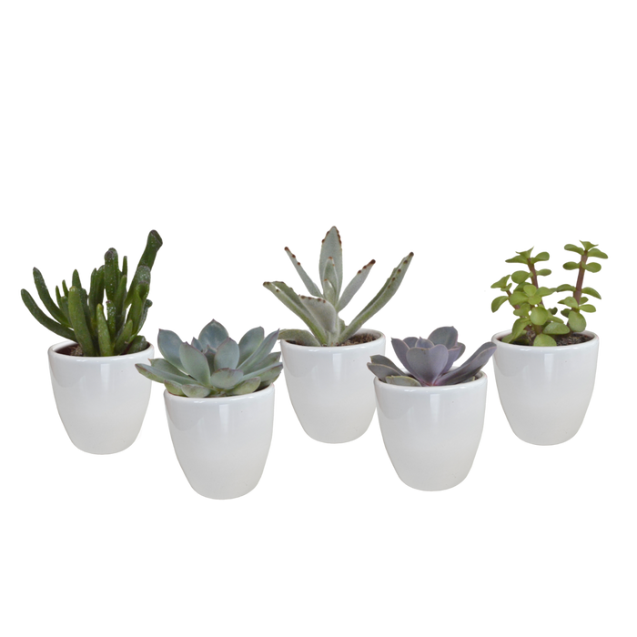 Vetplanten mix 5.5 cm - 5x - in witte pot