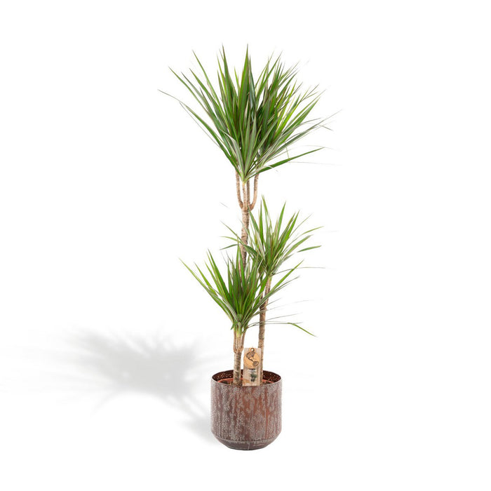 Dracaena met pot - 120cm - Ø21cm