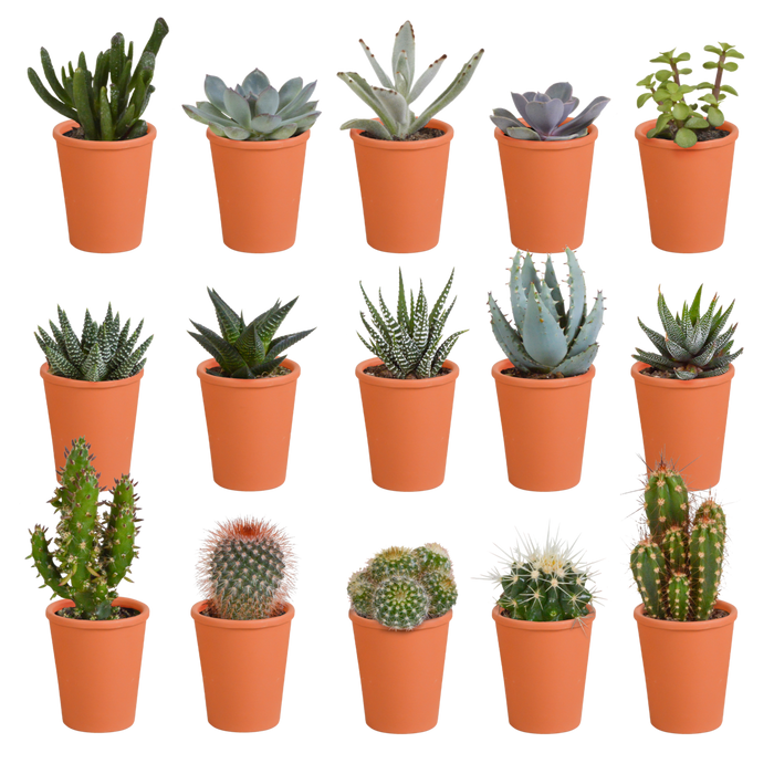 Cactus en vetplanten mix 5.5 cm | 15 stuks - in terracotta pot