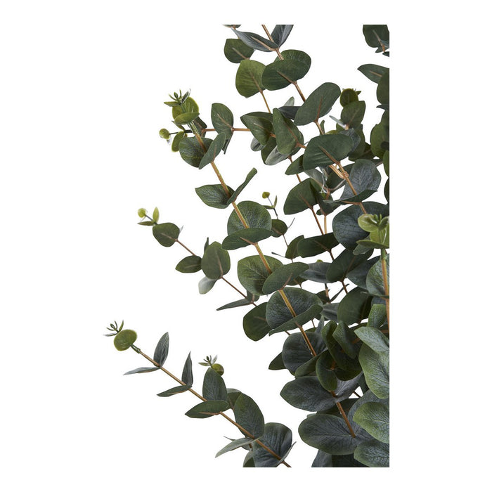 Eucalyptus