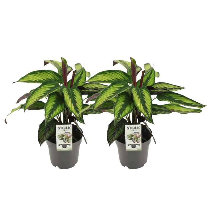 Calathea Majestica Princeps - 2 stuks - Ø14cm - 45cm