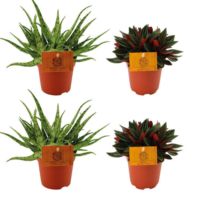 2x Aloe Spider + 2x Peperomia Rosso - 4 stuks - Ø10,5cm - 10cm